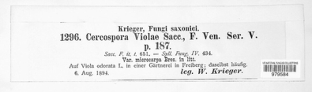 Cercospora violae image